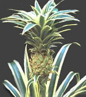         ananas 
