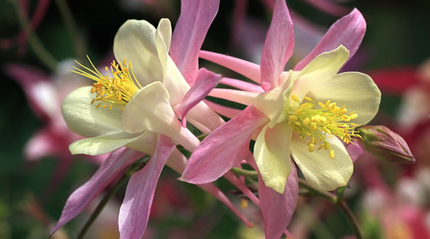 Водосбор (Aquilegia)