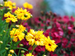   coreopsis      