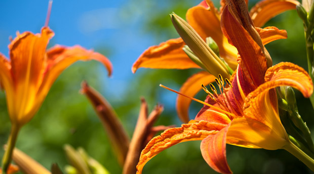  (Hemerocallis)