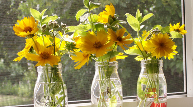 Кореопсис (Coreopsis)