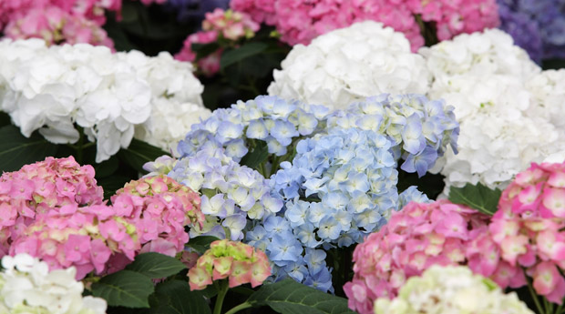   hydrangea      