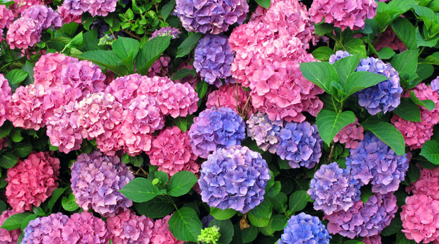     hydrangea 